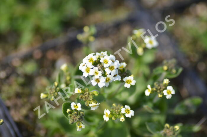 Chudina ramosissima - Draba ramosissima