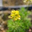 Chudina vždyzelená 'Napoleon' - Draba aizoides 'Napoleon'