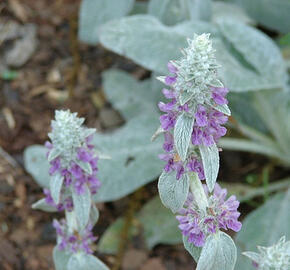 Čistec vlnatý 'Sheila McQueen' - Stachys byzantina 'Sheila McQueen'