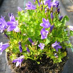 Zvonek lžičkolistý 'Blue Wonder' - Campanula cochleariifolia 'Blue Wonder'