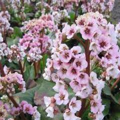 Bergénie 'Schneekonigin' - Bergenia 'Schneekonigin'