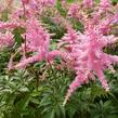 Čechrava Arendsova 'Pink' - Astilbe arendsii 'Pink'