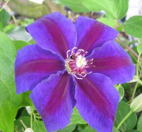 Plamének 'Wildfire' - Clematis 'Wildfire'