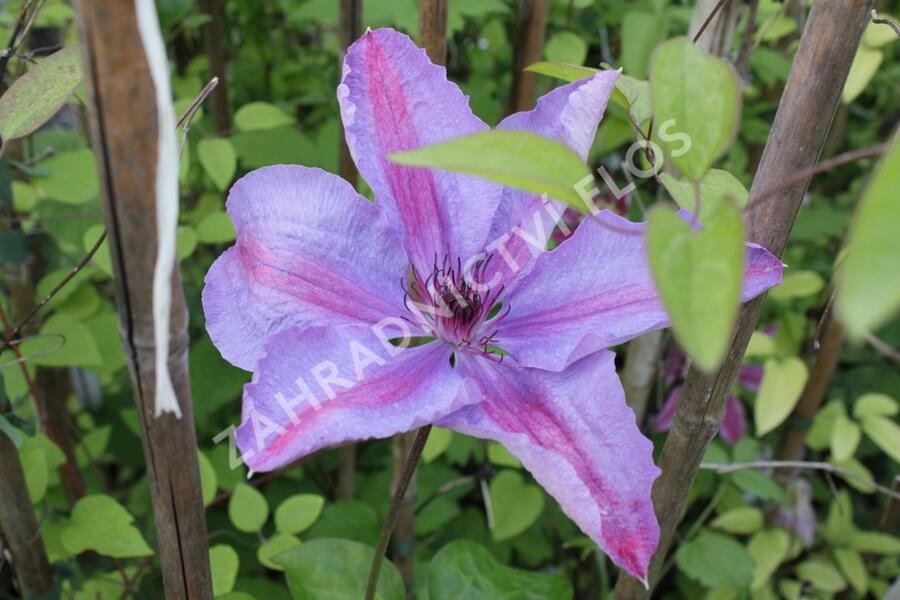 Plamének 'Minister' - Clematis 'Minister'