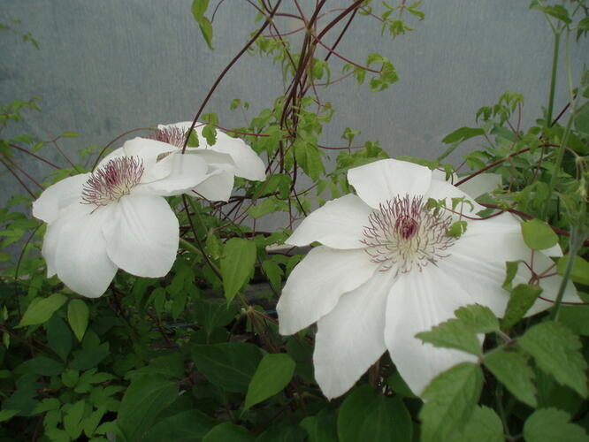 Plamének 'Matka Urszula Ledóchowska' - Clematis 'Matka Urszula Ledóchowska'