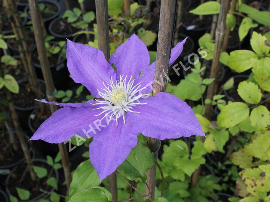 Plamének 'H.F. Young' - Clematis 'H.F. Young'