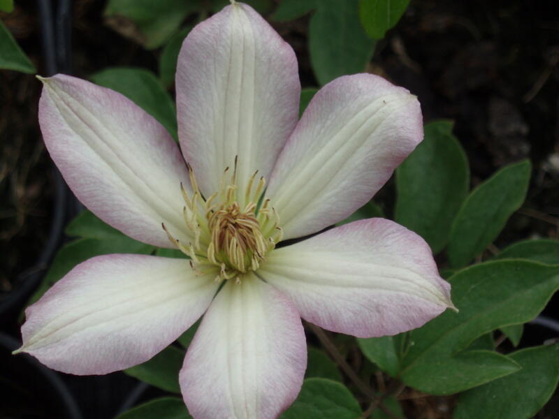 Plamének 'Rooran' - Clematis 'Rooran'