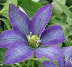 Plamének 'Rhapsody' - Clematis 'Rhapsody'