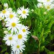 Hvězdnice 'Ashvi' - Aster ageratoides 'Ashvi'