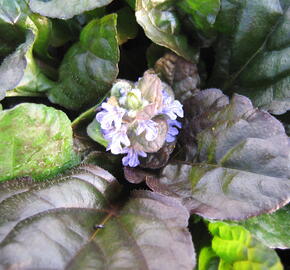 Zběhovec plazivý 'Rainbow' - Ajuga reptans 'Rainbow'