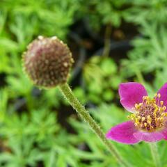 Sasanka rozeklaná 'Annabella Deep Rose' - Anemone multifida 'Annabella Deep Rose'