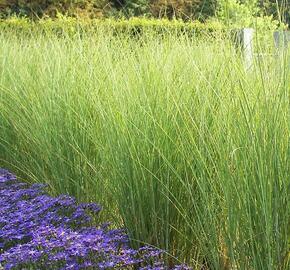 Ozdobnice čínská mix - Miscanthus sinensis mix