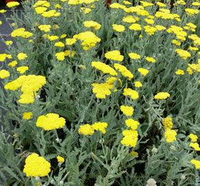 Řebříček 'Moonshine' - Achillea hybridum 'Moonshine'