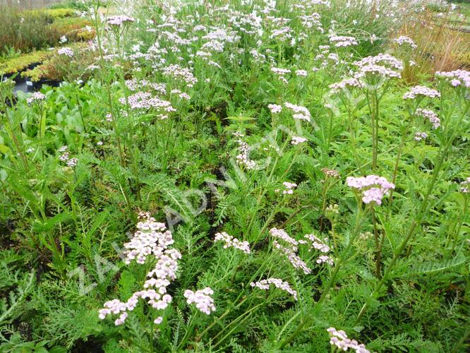 Řebříček obecný 'Lilac Beauty' - Achillea millefolium 'Lilac Beauty'