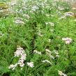 Řebříček obecný 'Lilac Beauty' - Achillea millefolium 'Lilac Beauty'