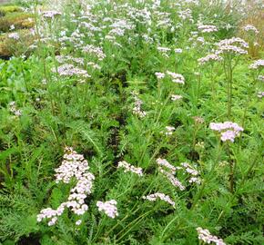 Řebříček obecný 'Lilac Beauty' - Achillea millefolium 'Lilac Beauty'