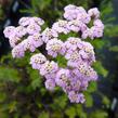 Řebříček obecný 'Lilac Beauty' - Achillea millefolium 'Lilac Beauty'