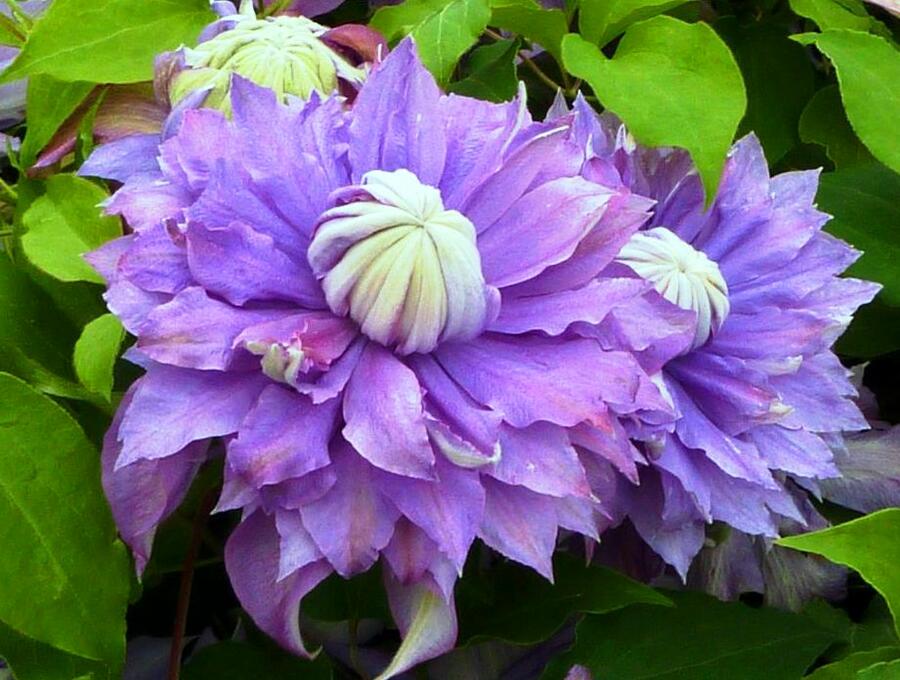 Plamének 'Diamantina' - Clematis 'Diamantina'