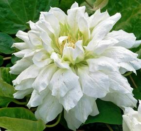 Plamének 'Duchess of Edinburgh' - Clematis 'Duchess of Edinburgh'