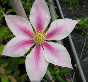 Plamének 'Andromeda' - Clematis 'Andromeda'