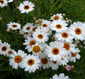 Kopretina pařížská 'Percussion Teddy White' - Argyranthemum frutescens 'Percussion Teddy White'