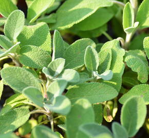 Šalvěj lékařská 'Berggarten' - Salvia officinalis 'Berggarten'