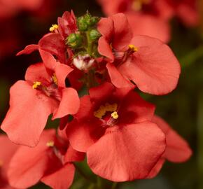 Ostruhatka 'Dark Orange' - Diascia elegans 'Dark Orange'