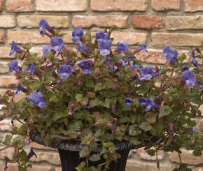 Torenie 'Blue Moon' - Torenia hybrida 'Blue Moon'