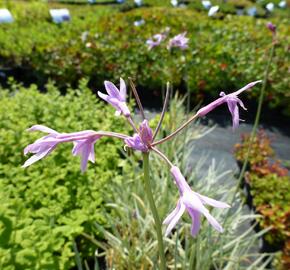 Tulbagie, česnek pokojový - Tulbaghia violacea