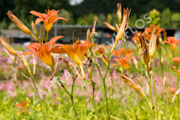 Denivka mix - Hemerocallis mix