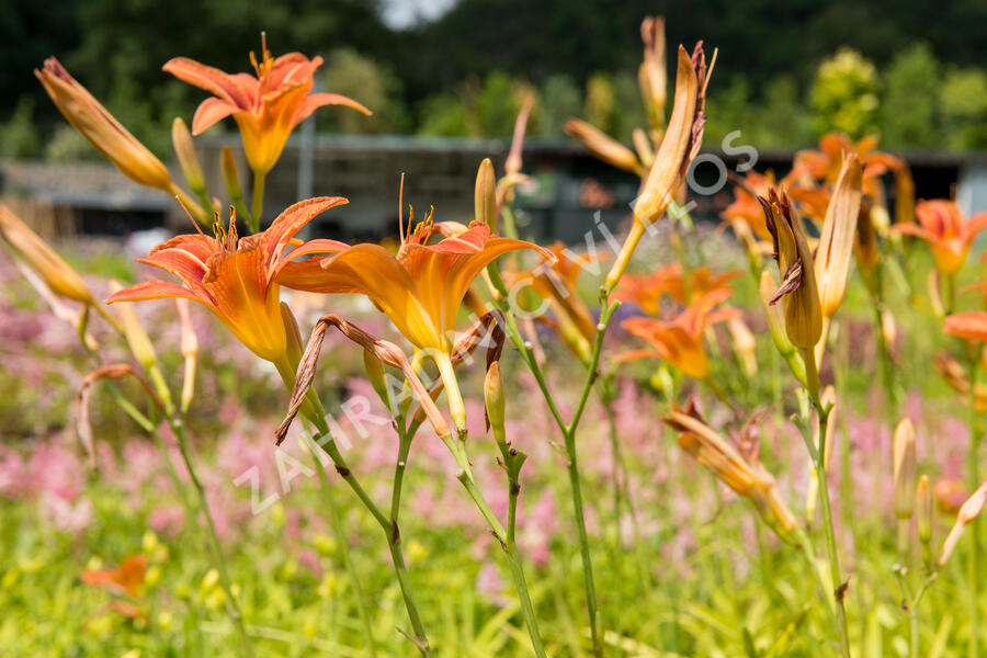 Denivka mix - Hemerocallis mix