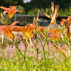 Denivka mix - Hemerocallis mix