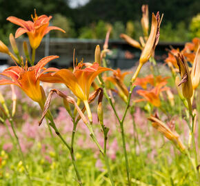 Denivka mix - Hemerocallis mix