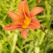 Denivka mix - Hemerocallis mix