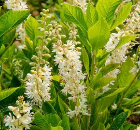 Jochovec olšolistý 'Humming Bird' - Clethra alnifolia 'Humming Bird'