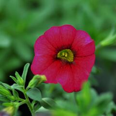 Minipetúnie, Million Bells 'Sweetbells Cherry Red Morn' - Calibrachoa 'Sweetbells Cherry Red Morn'