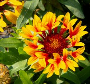 Kokarda velkokvětá 'Fanfare' - Gaillardia grandiflora 'Fanfare'