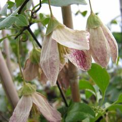 Plamének 'Freckles' - Clematis cirrhosa 'Freckles'