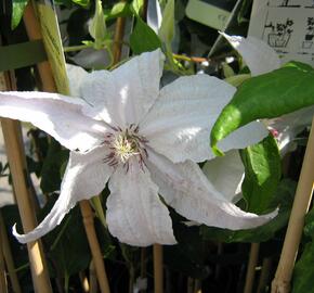 Plamének 'Beautiful Bride' - Clematis 'Beautiful Bride'