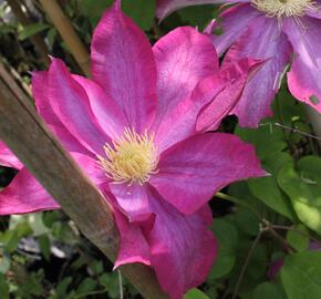 Plamének 'Kakio' - Clematis 'Kakio'