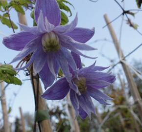 Plamének alpský 'Cecile' - Clematis alpina 'Cecile'