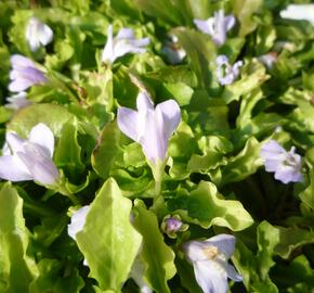 Mazus - Mazus reptans