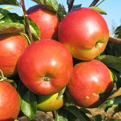 Jabloň zimní 'Meteor' - Malus domestica 'Meteor'