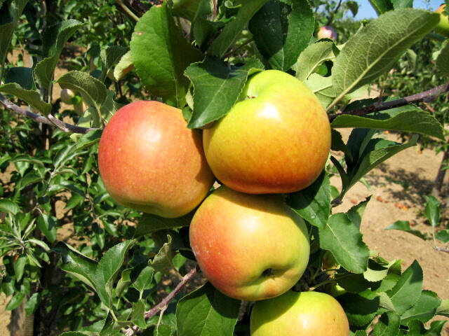 Jabloň zimní 'Fany' - Malus domestica 'Fany'