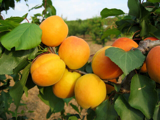 Meruňka středně raná 'Lebela' - Prunus armeniaca 'Lebela'