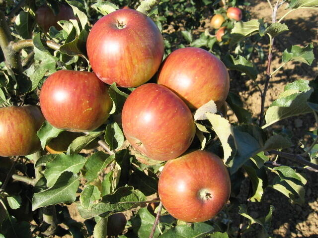 Jabloň Zimní Jonalord Malus Domestica Jonalord Zahradnictví Flos