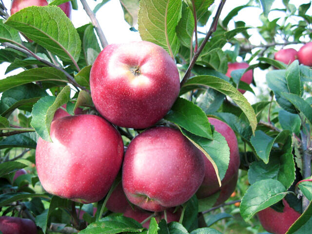 Jabloň Zimní Gloster Malus Domestica Gloster Zahradnictví Flos