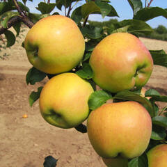 Jabloň zimní 'Biogolden' - Malus domestica 'Biogolden'