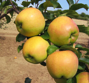 Jabloň zimní 'Biogolden' - Malus domestica 'Biogolden'