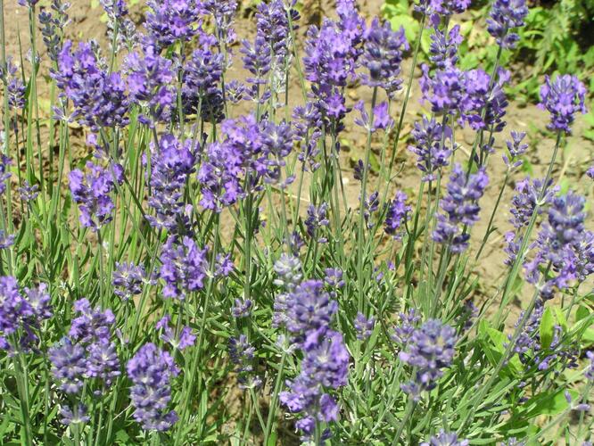 Levandule úzkolistá 'Grappenhal' - Lavandula angustifolia 'Grappenhal'